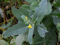 Brassica rapa Ruderatyta Åkerlund och Rausings väg, Lund, Skåne, Sweden 20231105_0037