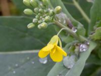 Brassica rapa Ruderatyta Åkerlund och Rausings väg, Lund, Skåne, Sweden 20231105_0038