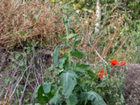 Brassica rapa ssp. rapa Scaniaparken, Malmö, Skåne, Sweden 20150726_0008