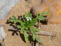 Cakile maritima Oued Tamri River Mouth, Tamri, Morocco 20180225_0503