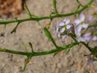 Cakile maritima ssp. maritima Falkenbergs kommuns plantskola, Falkenberg, Halland, Sweden 20190805_0059