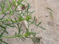 Cakile maritima ssp. maritima Havsbadet, Båstad, Skåne, Sweden 20160807_0105