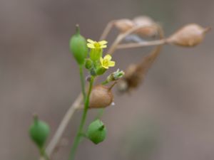 Camelina microcarpa - Lesser Gold-of-pleasure - Sanddådra