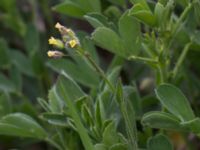 Camelina microcarpa ssp. microcarpa Hilleshögs dalar, Landskrona, Skåne, Sweden 20160514B_0025