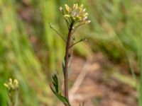 Camelina microcarpa ssp. sylvestris Borrebacke, Malmö, Skåne, Sweden 20190511_0004