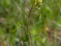 Camelina microcarpa ssp. sylvestris Borrebacke, Malmö, Skåne, Sweden 20190511_0007