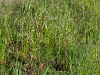 Camelina microcarpa ssp. sylvestris Borrebacke, Malmö, Skåne, Sweden 20190511_0011