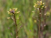 Camelina microcarpa ssp. sylvestris Borrebacke, Malmö, Skåne, Sweden 20190511_0023