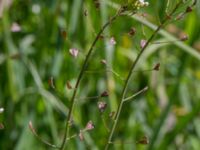 Capsella bursa-pastoris Tygelsjö ängar, Malmö, Skåne, Sweden 20140503_0023