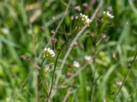 Capsella bursa-pastoris Tygelsjö ängar, Malmö, Skåne, Sweden 20140503_0024