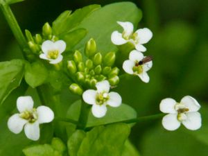 Cardamine amara - Large Bitter-cress - Bäckbräsma