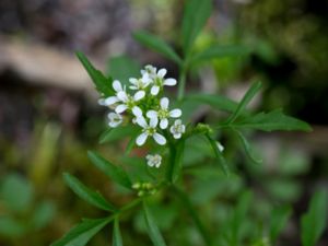 Cardamine flexuosa - Wavy Bitter-cress - Skogsbräsma