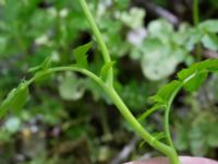 Cardamine flexuosa Hällevik, Simrishamn, Skåne, Sweden 20170506_0157