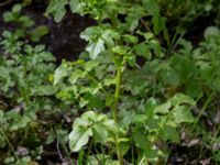 Cardamine flexuosa Hällevik, Simrishamn, Skåne, Sweden 20170506_0160