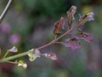 Cardamine hirsuta Östra huvudet, Stenshuvud, Simrishamn, Skåne, Sweden 20190501_0115