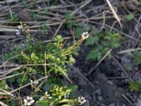 Cardamine hirsuta Ribersborg, Malmö, Skåne, Sweden 20150408_0064