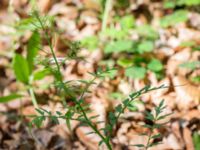 Cardamine impatiens Ravlunda skjutfält, Simrishamn, Skåne, Sweden 20160606_0194