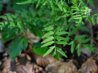 Cardamine impatiens Ravlunda skjutfält, Simrishamn, Skåne, Sweden 20160606_0196