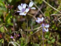 Cardamine nymanii Nome River mouth, Nome, Alaska, USA 20140619_0772