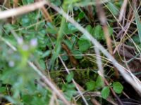 Cardamine pratensis ssp. paludosa Fuktängen, Klagshamns udde, Malmö, Skåne, Sweden 20150426_0003