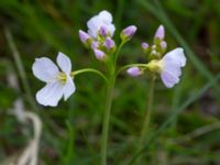 Cardamine pratensis ssp. pratensis Husie mosse, Malmö, Skåne, Sweden 20160503_0027