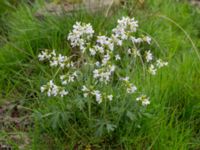 Cardamine pratensis ssp. pratensis Liaängen, Kågeröd, Eslöv, Skåne, Sweden 20160518_0055