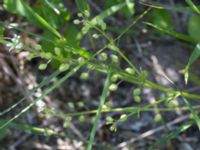 Cochlearia danica Gessie villastad, Vellinge, Skåne, Sweden 20150621_0043