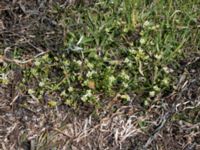 Cochlearia danica Hököpinge ängar, Vellinge, Skåne, Sweden 20150717_0063