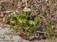 Cochlearia officinalis ssp. officinalis Tygelsjö ängar, Malmö, Skåne, Sweden 20160423_0003