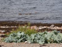 Crambe maritima Barebäckshamn, Kävlinge, Skåne, Sweden 20150728_0001