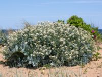 Crambe maritima Vårhallen, Simrishamn, Skåne, Sweden 20160606_0086