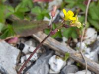 Diplotaxis muralis Hamnen, Klagshamns udde, Malmö, Skåne, Sweden 20160521_0061