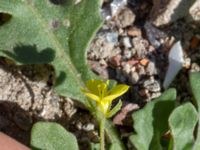 Diplotaxis muralis Jordhögar S grodreservatet, Norra hamnen, Malmö, Skåne, Sweden 20160731_0050