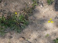 Diplotaxis muralis Köpenhamnsstigen, Ribersborg, Malmö, Skåne, Sweden 20210905_3 3