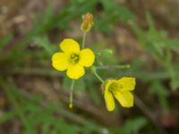 Diplotaxis muralis Lokstallarna, Malmö, Skåne, Sweden 20160922_0029