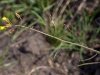 Diplotaxis muralis Skånegården, Bunkeflostrand, Malmö, Skåne, Sweden 20160621_0094