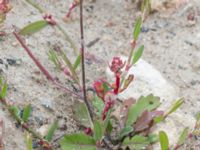 Diplotaxis muralis Swedechrome, Norra hamnen, Malmö, Skåne, Sweden 20150724_0021