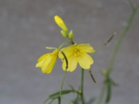 Diplotaxis tenuifolia Lilla hamnen, Grönhögen, Mörbylånga, Öland, Sweden 20161015_0002