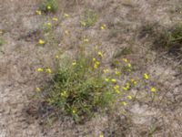 Diplotaxis tenuifolia Olenovka, Crimea, Russia 20150911_0122