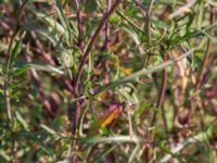 Diplotaxis tenuifolia Vanningen, Vellinge, Skåne, Sweden 20221030_0048