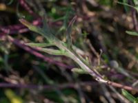 Diplotaxis tenuifolia Vanningen, Vellinge, Skåne, Sweden 20221030_0049