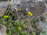 Draba hispida Kuro S, Stepantsminda, Mtskheta-Mtianeti, Georgia 20180423_3687