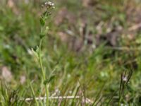 Draba muralis Dämmekull, Södra Mellby, Simrishamn, Skåne, Sweden 20170506_0138