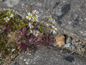 Draba verna - Common Whitlowgrass - Nagelört