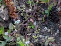 Draba verna Helenholmsskolan, Malmö, Skåne, Sweden 20160407_0012