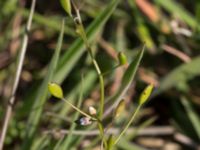 Draba verna Malmödammen, Tygelsjö ängar, Malmö, Skåne, Sweden 20160510_0003