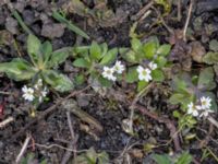 Draba verna Malmödammen, Tygelsjö ängar, Malmö, Skåne, Sweden 20240327_0056