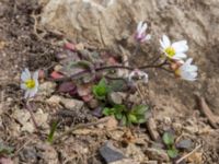 Draba verna Norra Malmgatan, Grönhögen, Mörbylånga, Öland, Sweden 20160410_0177