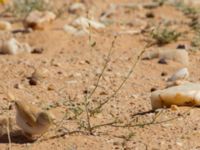 Eremobium aegyptiacum Km 169, Awsard Road N3, Western Sahara, Morocco 20180221_0109
