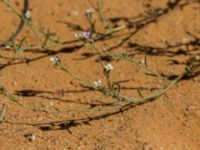 Eremobium aegyptiacum Km 169, Awsard Road N3, Western Sahara, Morocco 20180221_0144